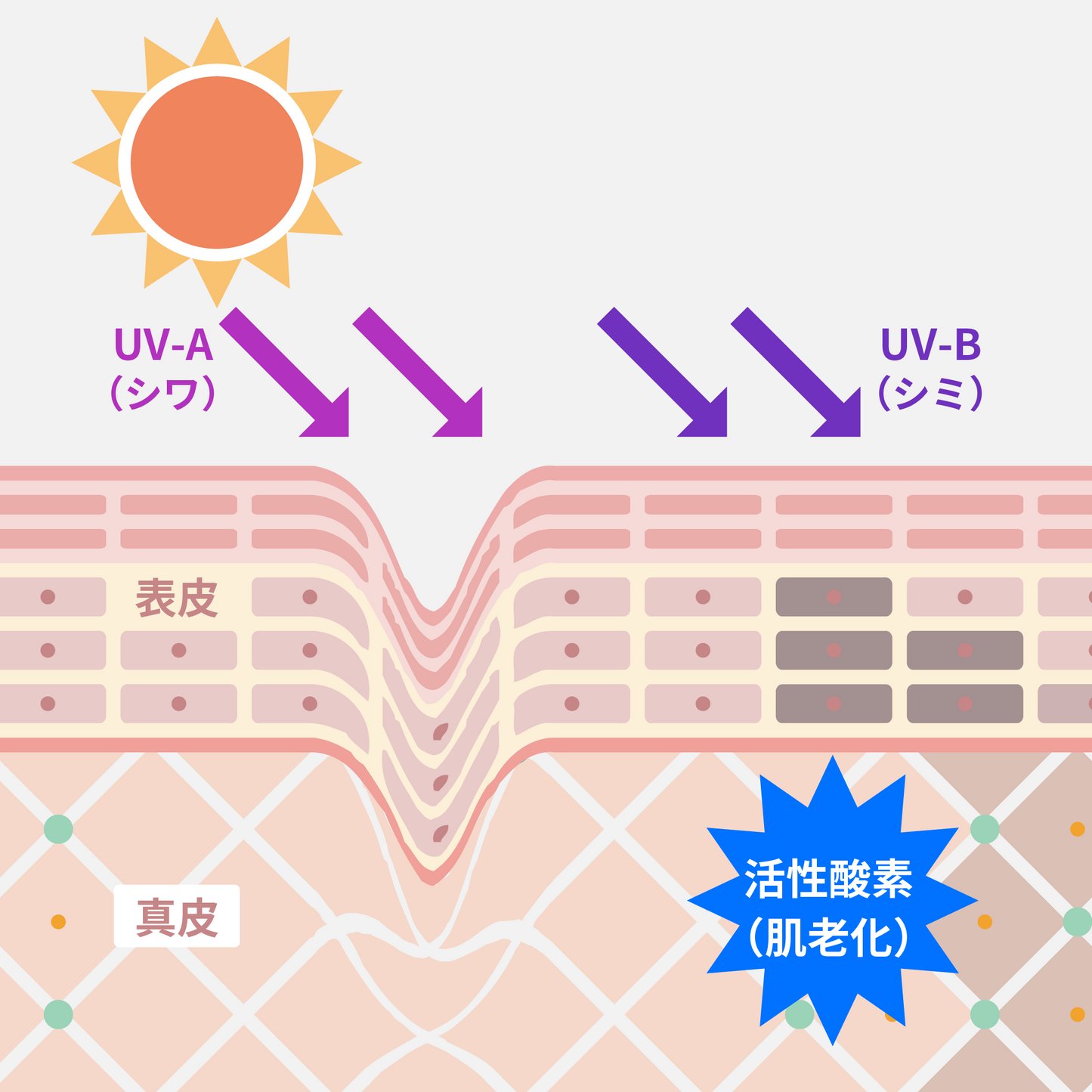 肌タイプ 遺伝子検査キット SKIN（DNA DAY）
